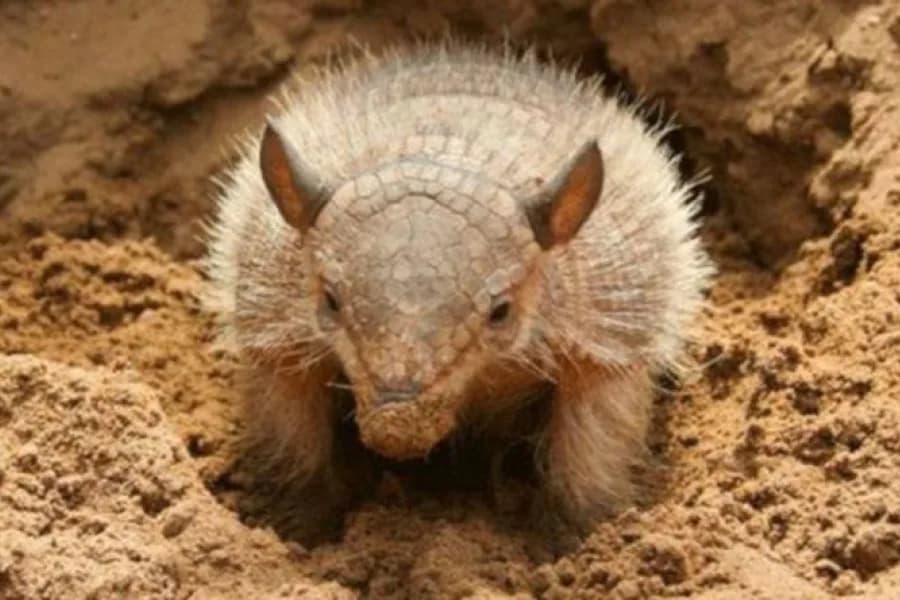 Preocupa el aumento de la caza ilegal de quirquinchos y matacos en el norte santiagueño