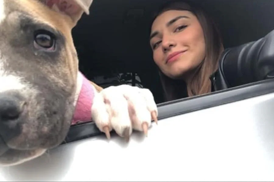 Amor incondicional: una perra murió de tristeza dos días después de que su dueña falleciera en un accidente