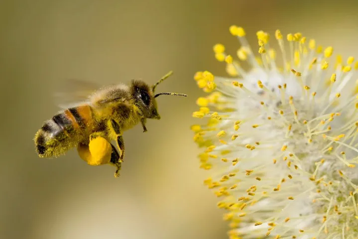 Guardianas de la vida: en el Día Mundial de las Abejas, los expertos advierten sobre las amenazas que ponen en riesgo la biodiversidad global