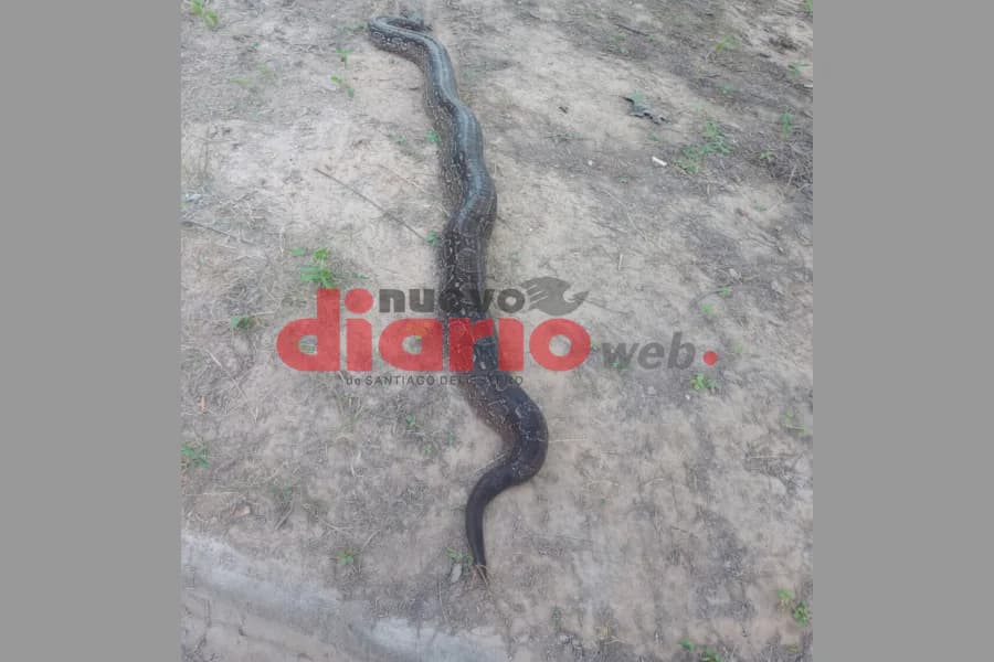 Mataron a una lampalagua que estaba constriñendo a un perro en el barrio 750 Viviendas