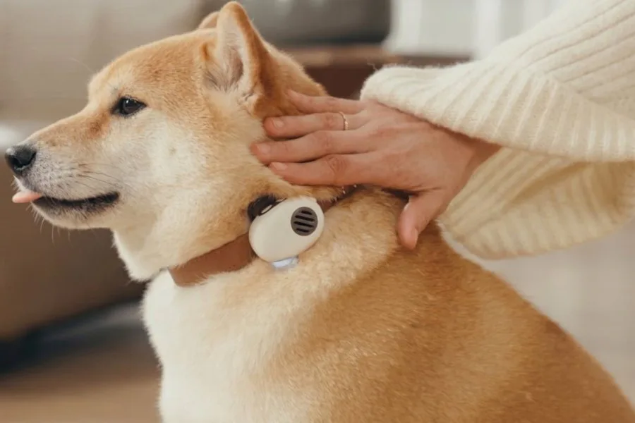 Furor por la "Pet Tech": una empresa china lanzó un collar con IA que promete traducir a perros y gatos con un 95% de precisión