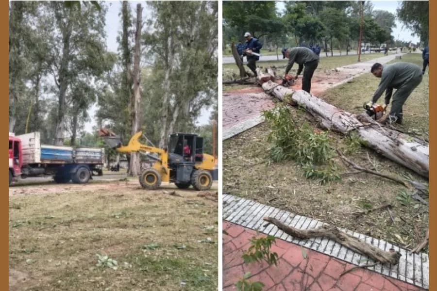 Realizaron una poda preventiva de eucaliptos en el Parque Aguirre para evitar riesgos