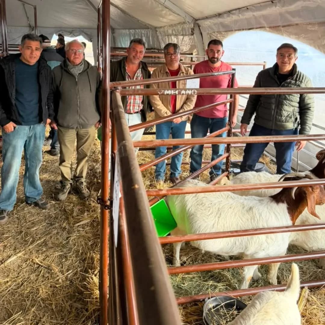 Orgullo productivo: cabañeros de Ojo de Agua brillaron en AgroActiva y trajeron importantes campeonatos a la provincia