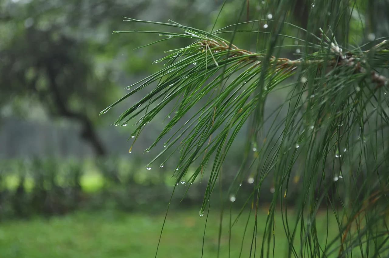 Jueves gris en Santiago del Estero: el Servicio Meteorológico Nacional anticipa lluvias y una máxima de 18º