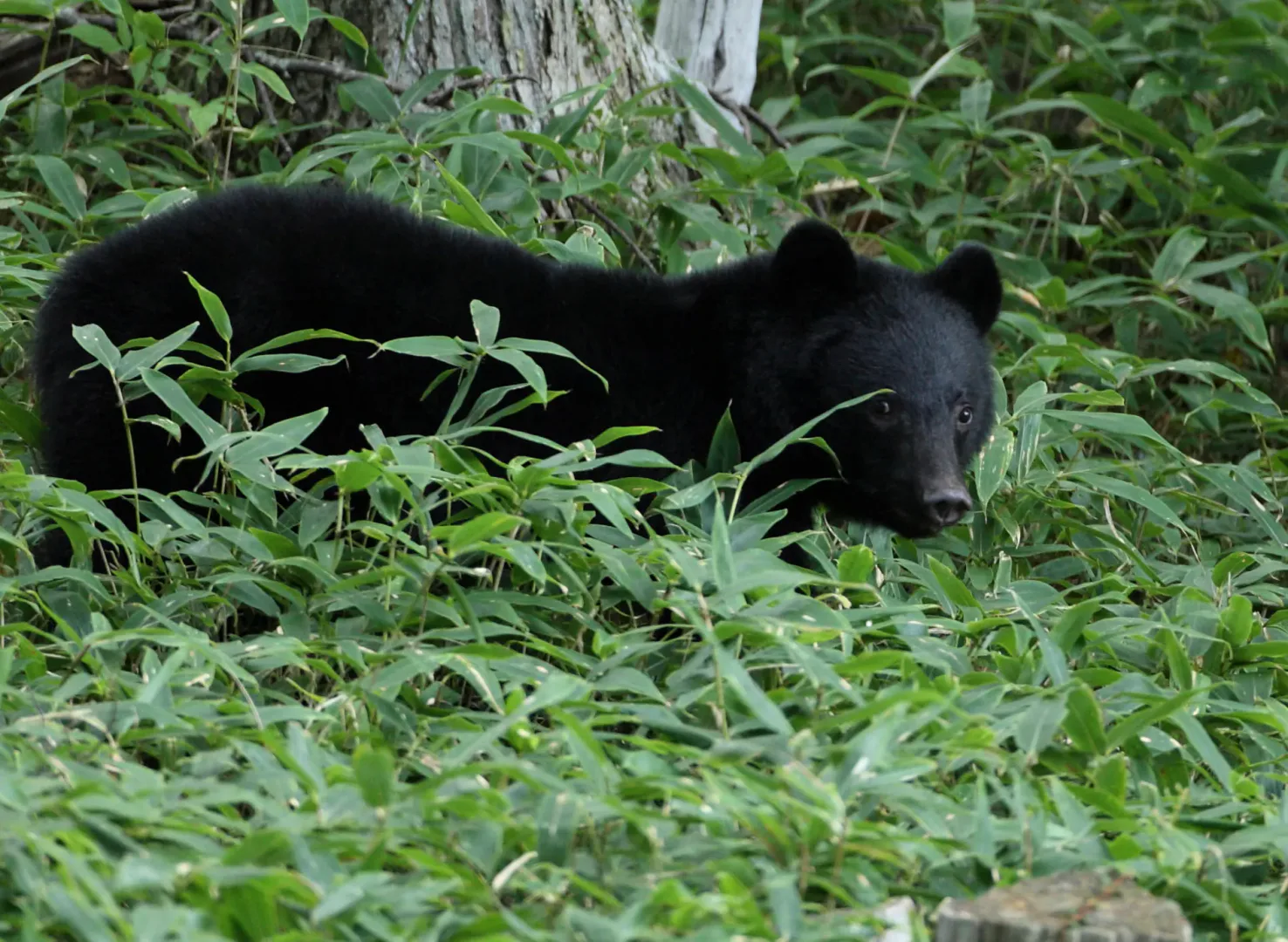Alerta en Japón: buscan a un oso “ladrón” que protagonizó 14 saqueos en dos semanas