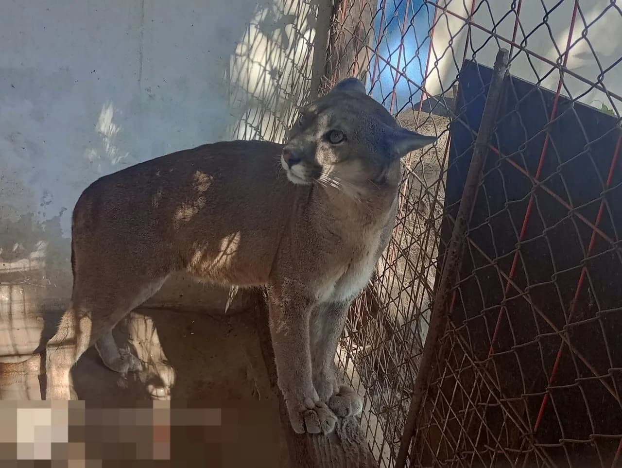 Hallaron dos pumas y un chancho del monte en cautiverio en La Banda
