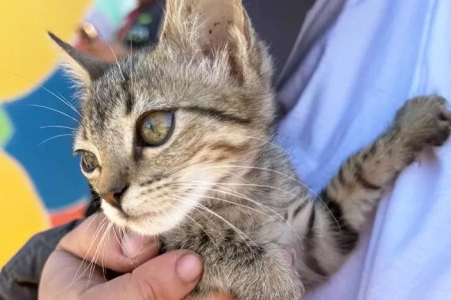 Realizan una nueva jornada gratuita de castración para perros y gatos en Las Termas