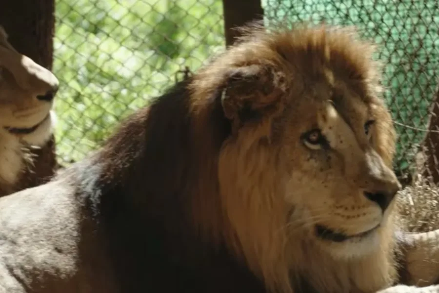 Treinta grandes felinos del ex zoológico de Luján parten hacia santuarios internacionales