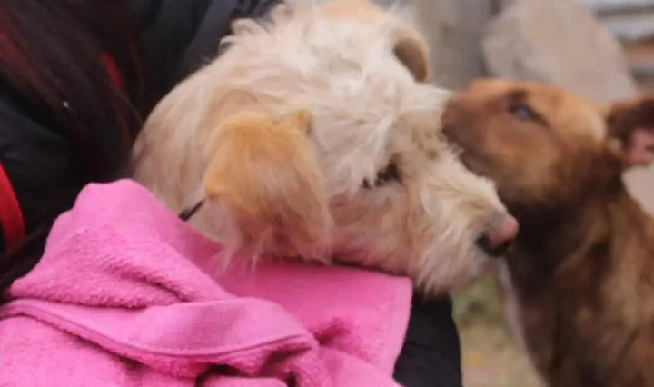 Vecinos se sumaron con sus mascotas a una nueva jornada de castración
