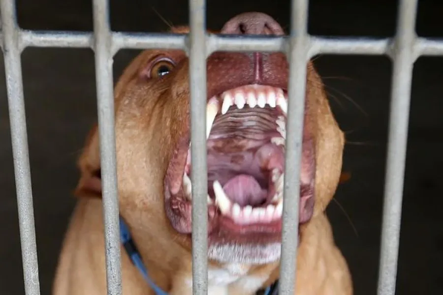 Muere una jubilada de 93 años tras ser atacada por un perro dogo en la provincia de Misiones