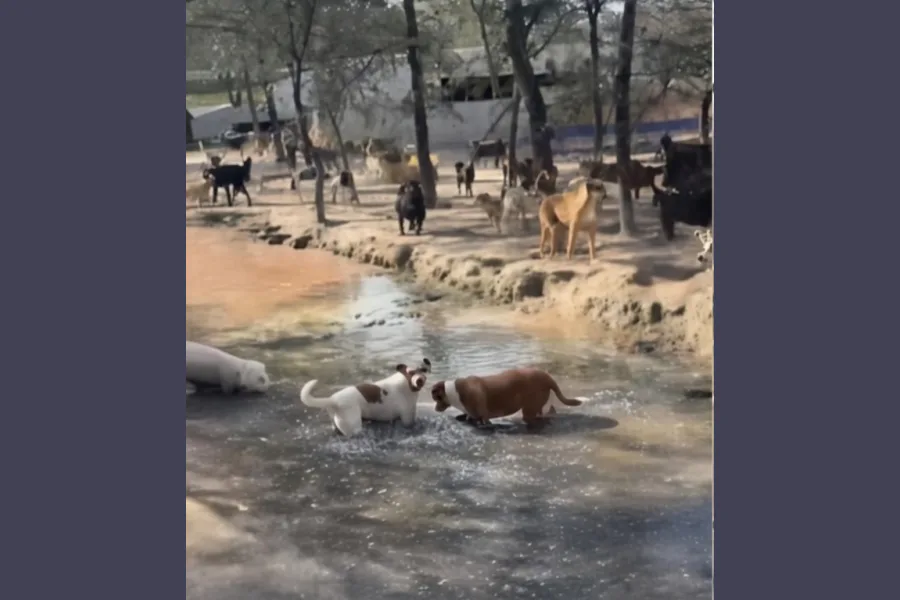 Veterinarios asisten a los perros del refugio El Montecito tras la muerte de su fundador