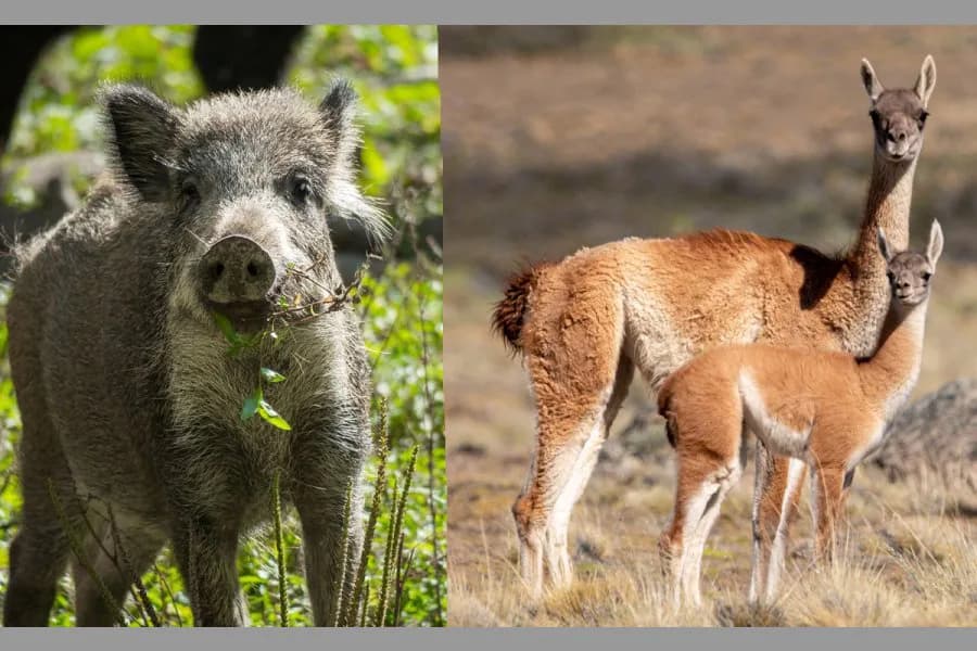 Aprueban en Río Negro una ley que abre la puerta a la comercialización de carne de jabalí y guanaco