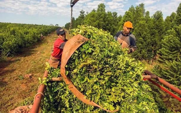La UATRE advierte que el vencimiento de un decreto pone en riesgo el ingreso de 120 mil trabajadores rurales