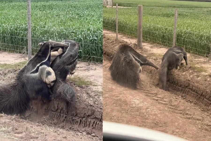 Sorpresa en Santiago: avistaron a dos osos hormigueros gigantes juntos en pleno campo
