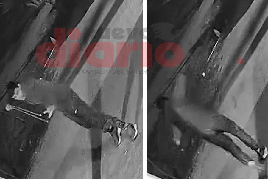 Video indignante: denuncian que un hombre ingresó a una propiedad para atacar a los perros