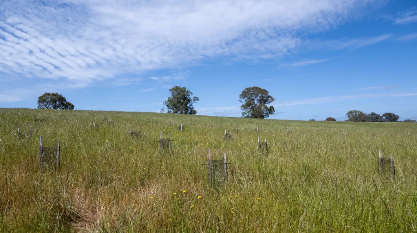 Compró un campo para homenajear a su esposa, plantó 13.500 árboles y la naturaleza respondió