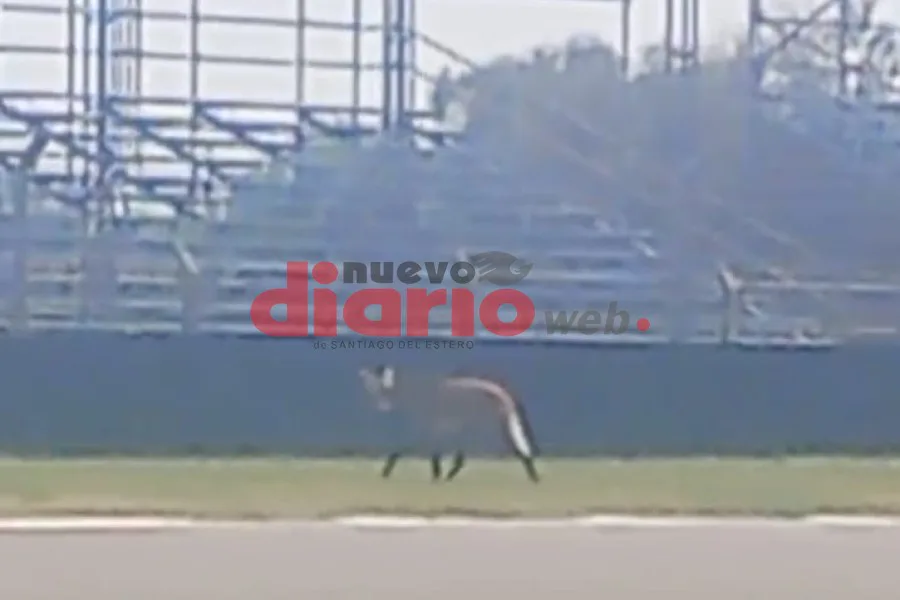 Sorpresa en el Autódromo de Las Termas por la aparición de un aguaraguazú que intentó morder a un empleado
