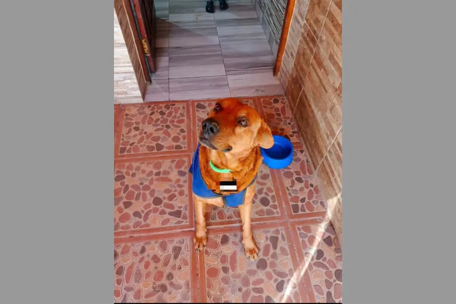 Barrio La Católica: una mujer denunció a un vecino por matar de un disparo a un perro en plena vía pública