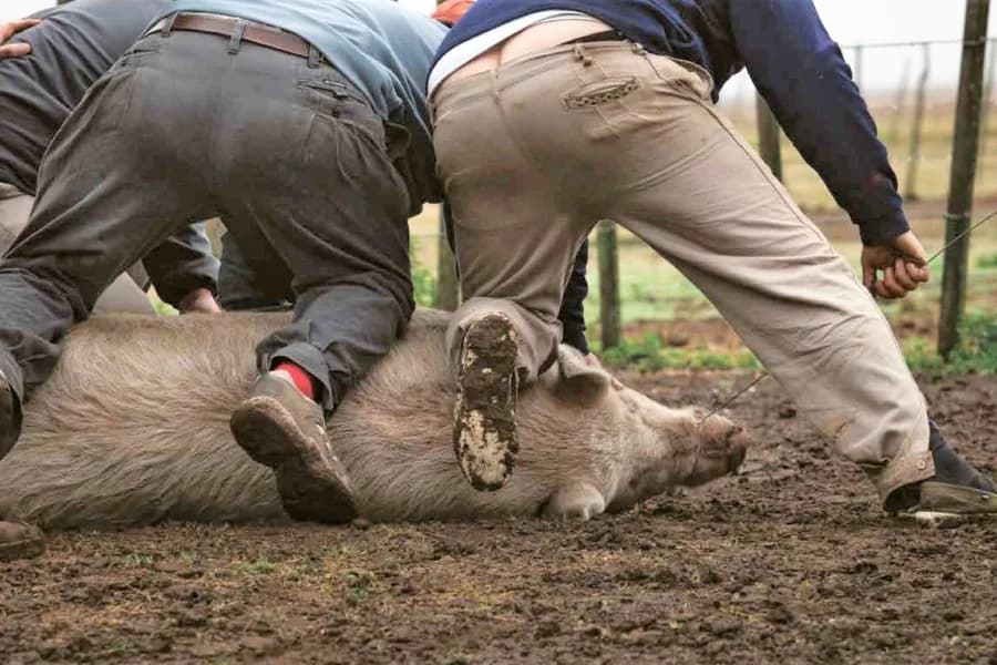 Ayudaba a un amigo con una carneada y un disparo accidental terminó con su vida