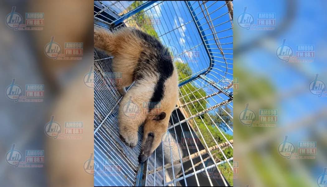 Encontraron un pequeño oso melero y desplegaron un operativo para ponerlo a resguardo