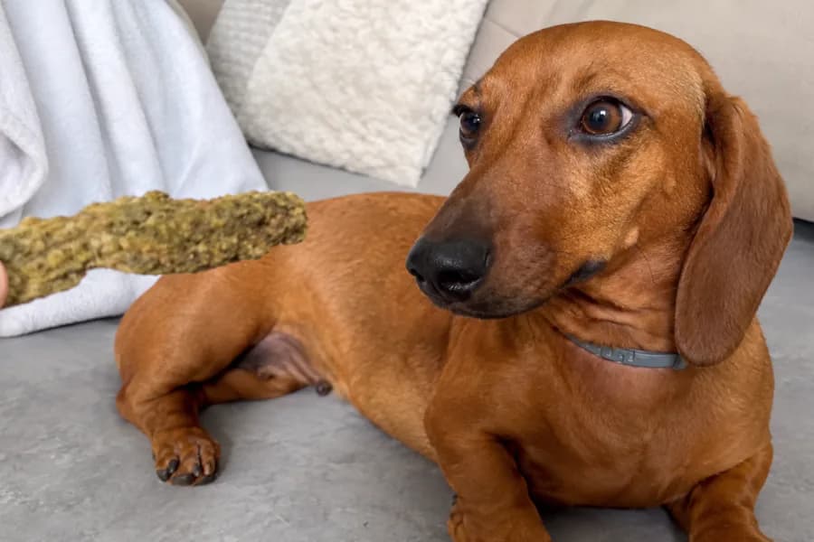 Una joven fue detenida tras ofrecerle marihuana a un perro y publicar el video en redes sociales