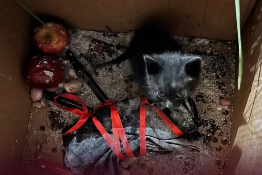 Rescatarán a un gatito negro que fue encontrado encerrado en una caja con velas y cintas rojas en Cañuelas
