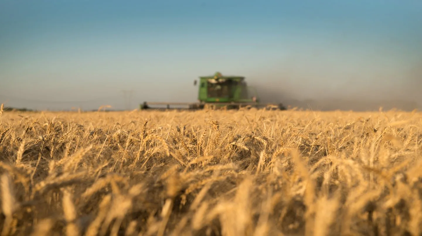 ¿Por qué Brasil produce mucho más que Argentina? Las cinco claves de su crecimiento agrícola