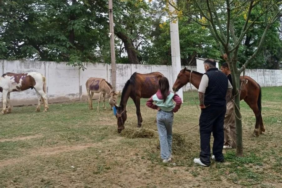 Un refugio de protección animal rescató a tres caballos y un burro que se encontraban en situación de vulnerabilidad
