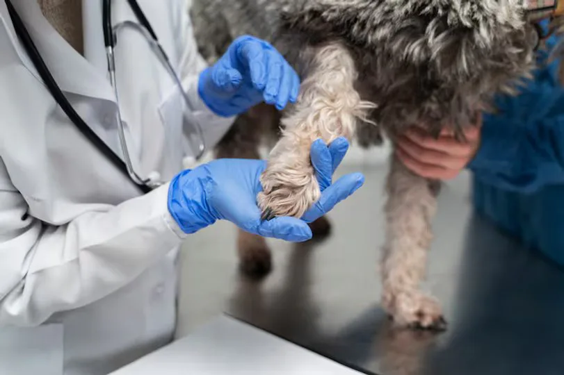 Alerta por leptospirosis en Argentina: aumentaron los contagios en personas y perros