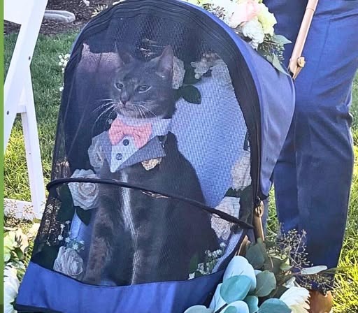 Moose, el gato que se convirtió en la gran estrella de una boda al llevar los anillos al altar