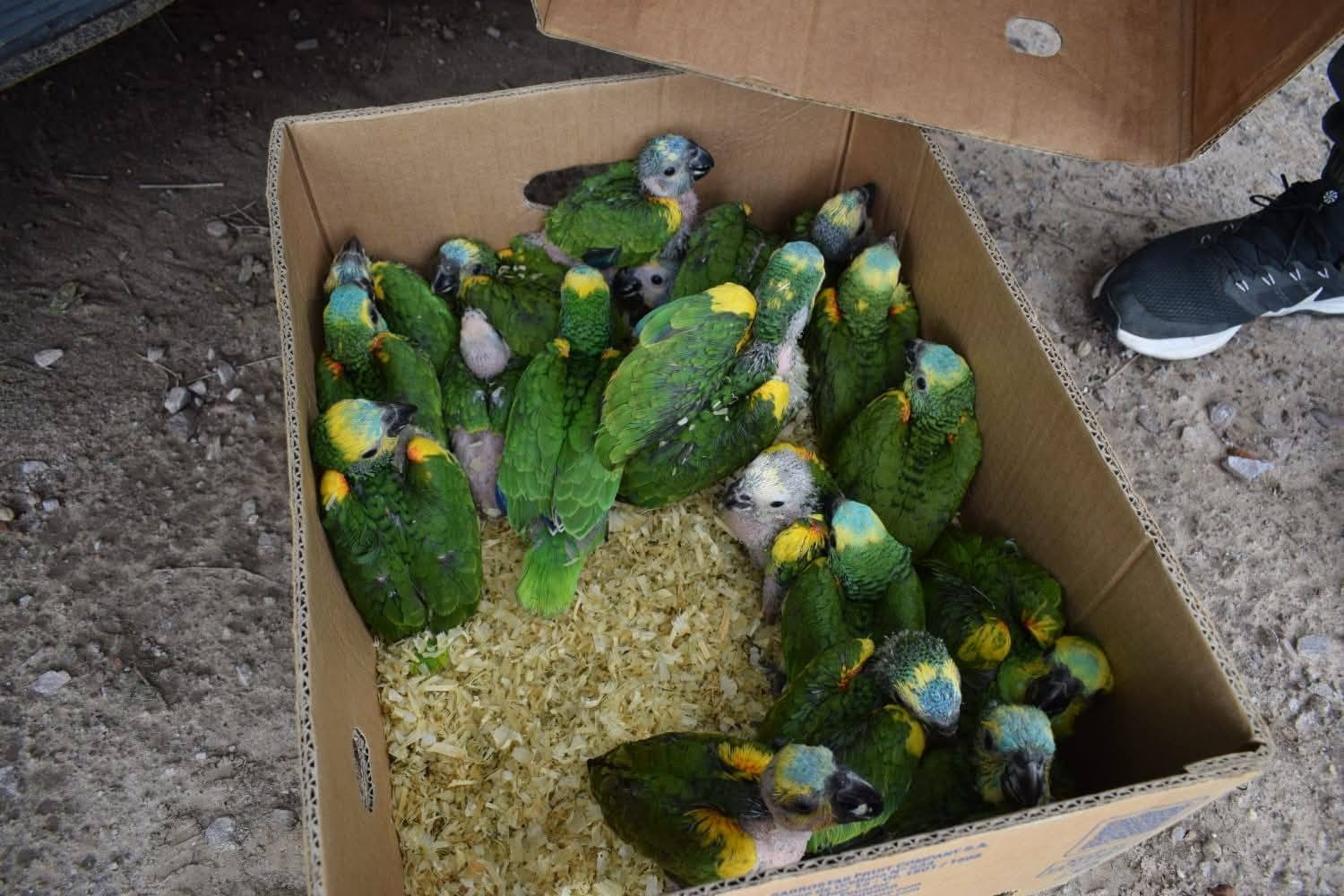 Golpe al tráfico de fauna: rescataron 20 pichones de loro que vendían online