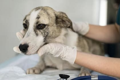 Jornada de castración municipal en Las Termas de Río Hondo