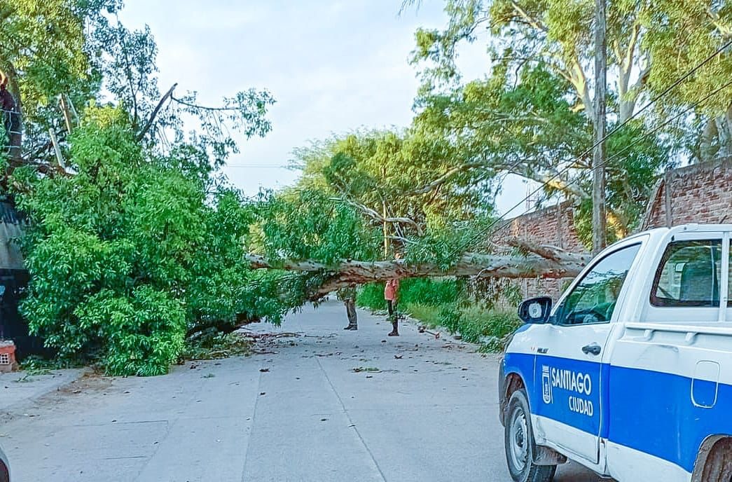 La Municipalidad retiró un eucalipto caído en el barrio Huaico Hondo