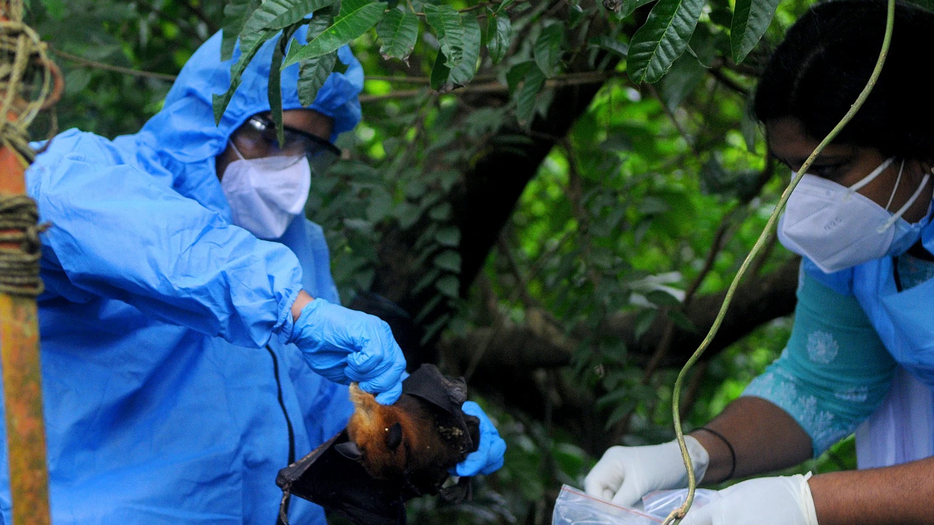 Alerta sanitaria en India: brote del virus Nipah afecta a personal médico en Bengala Occidental