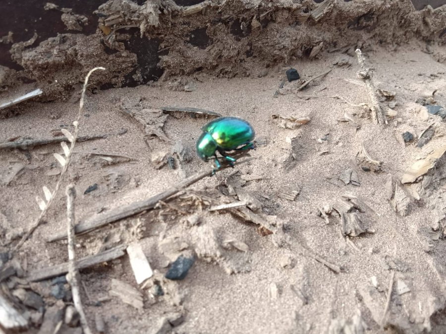 "Escarabajo Joya": un insecto de color verde esmeralda fue hallado en un campo de Quimilí