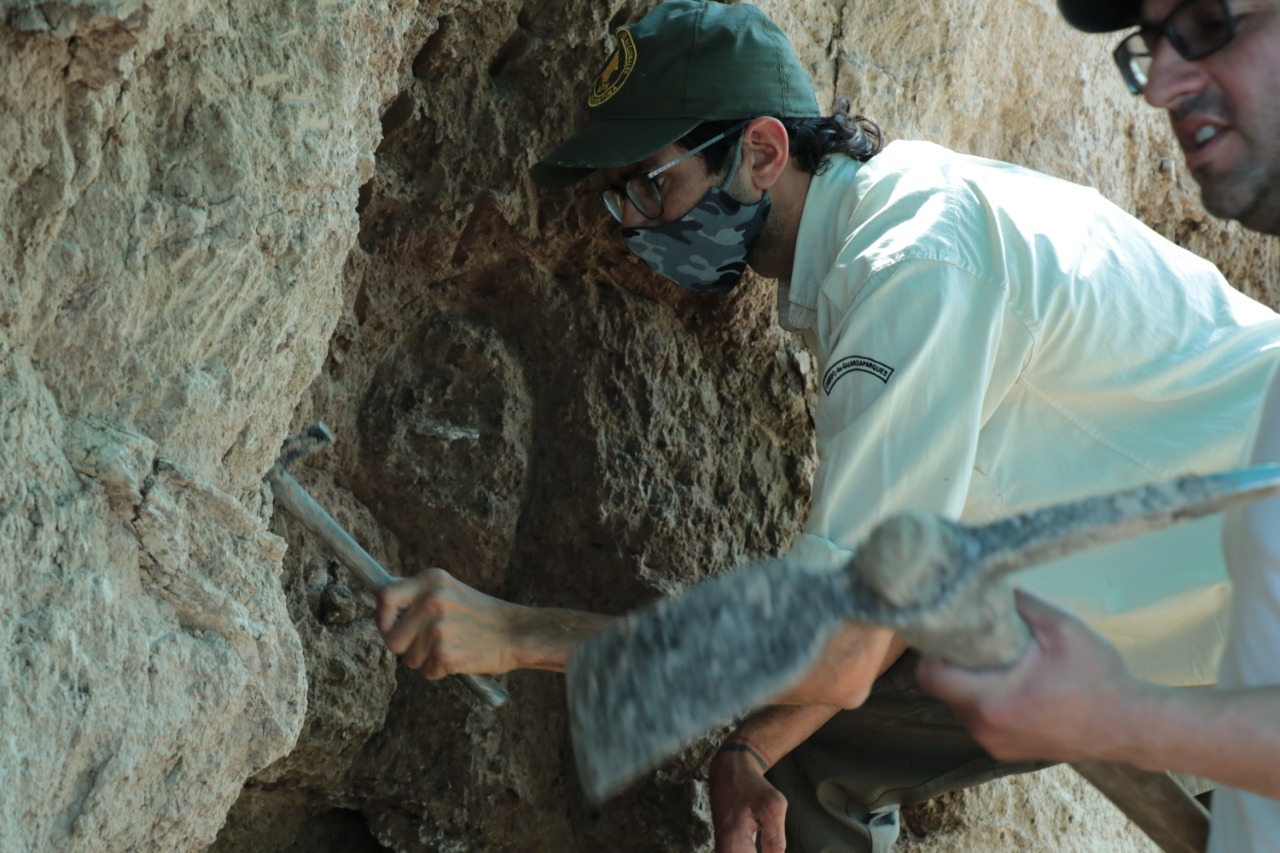 Hallan fósiles de un animal gigante en Capitán Bermúdez: un fémur de 53 centímetros