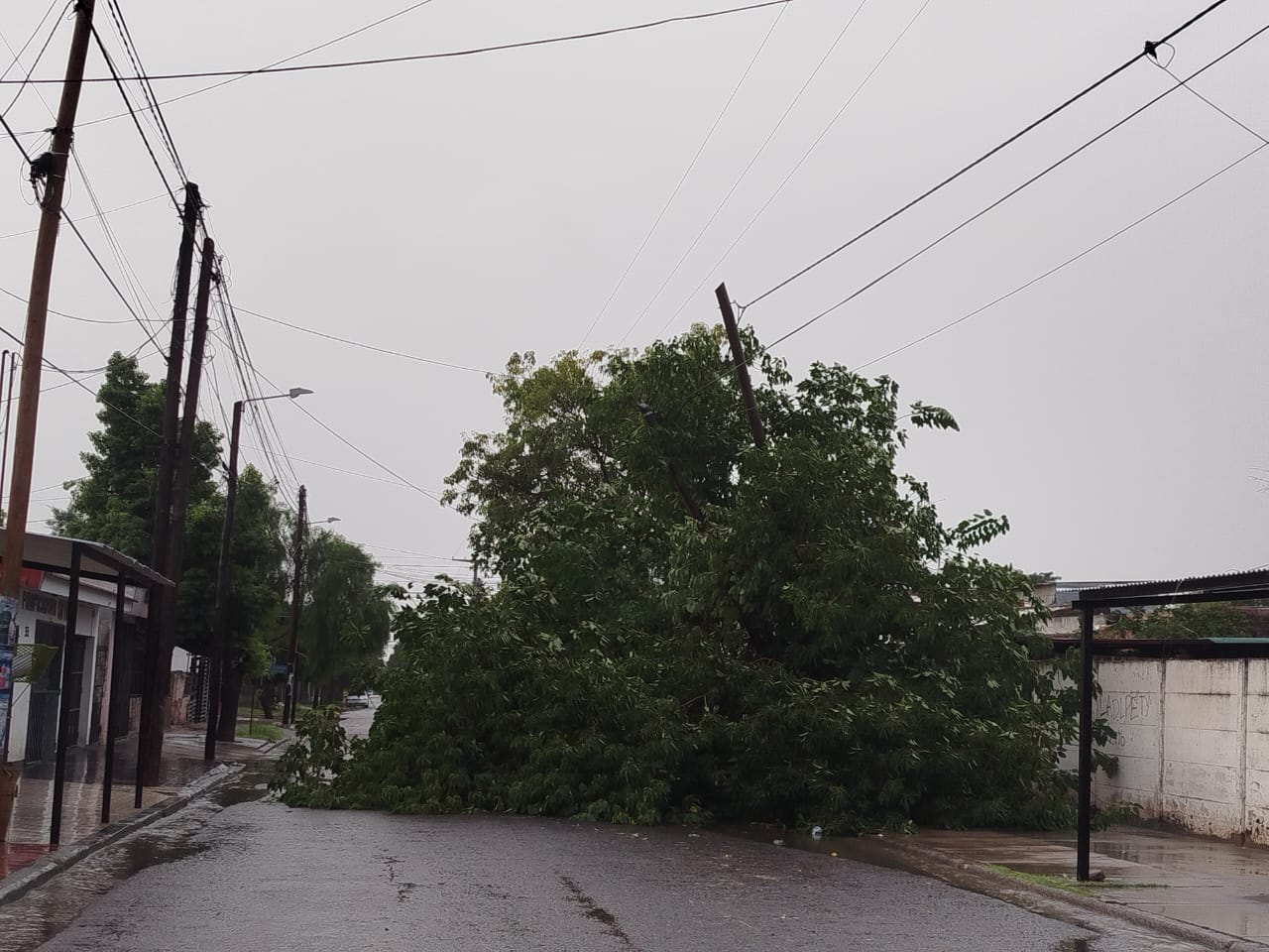 Un árbol cayó en el barrio Borges y cortó el tránsito