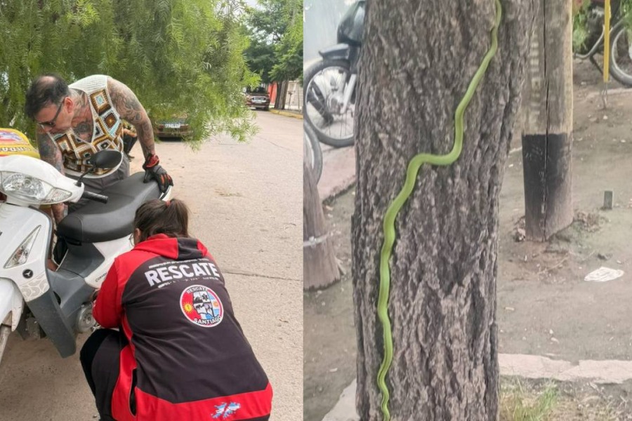 Susto en La Banda: hallaron una culebra verde dentro del motor de una motocicleta
