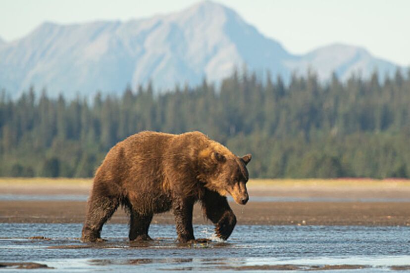 Polémica en Alaska: eliminaron casi 200 osos y 20 lobos desde helicópteros