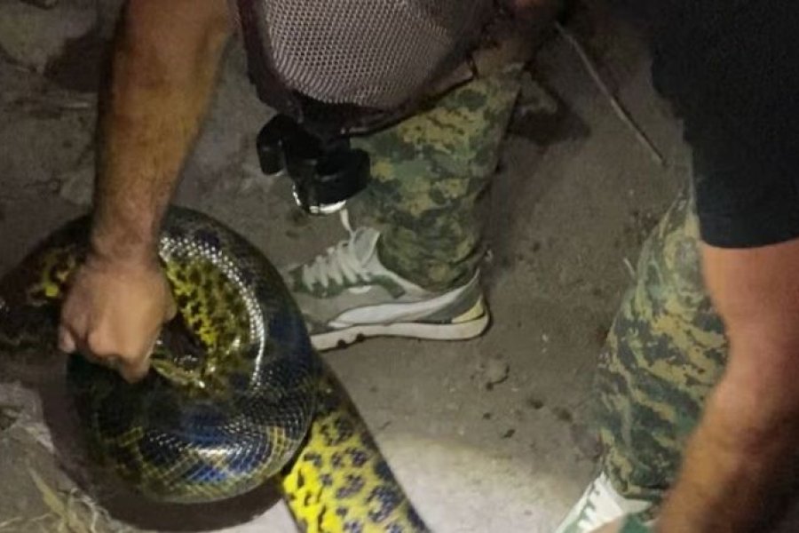 Hallaron una anaconda de más de dos metros en un gallinero y causó pánico