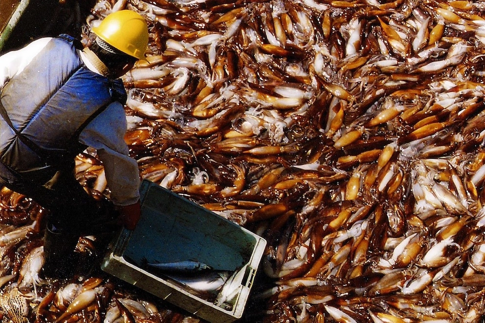 Alarma en la industria pesquera: el fuerte aumento del gasoil pone en jaque 43.000 empleos