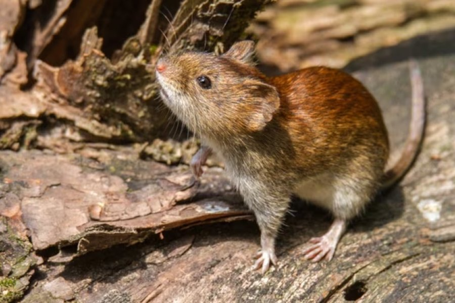 Alerta por hantavirus: murió una adolescente de 15 años en Chubut y crece la preocupación