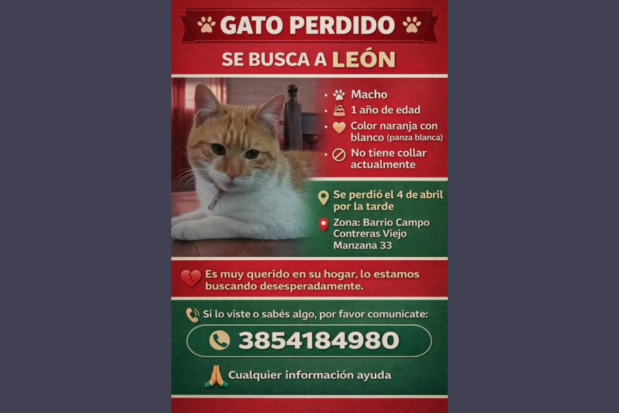 Buscan desesperadamente a León: un gato se perdió en Campo Contreras Viejo