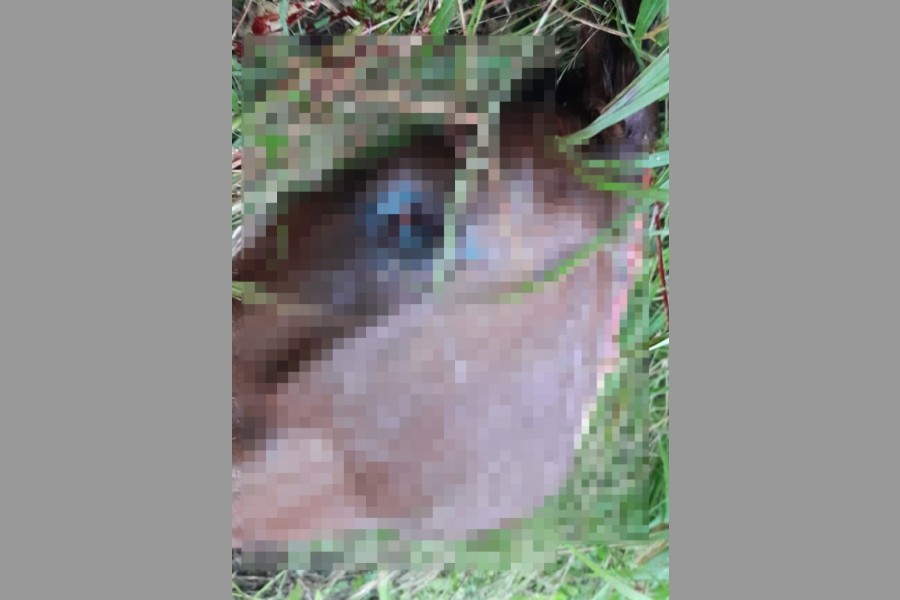 Descuartizaron a una yegua y a un potrillo en Río Hondo