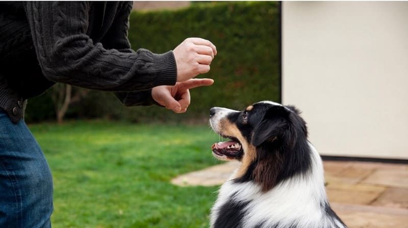 Claudio Basualdo: "El perro es un nexo fundamental en la salud y la compañía familiar"