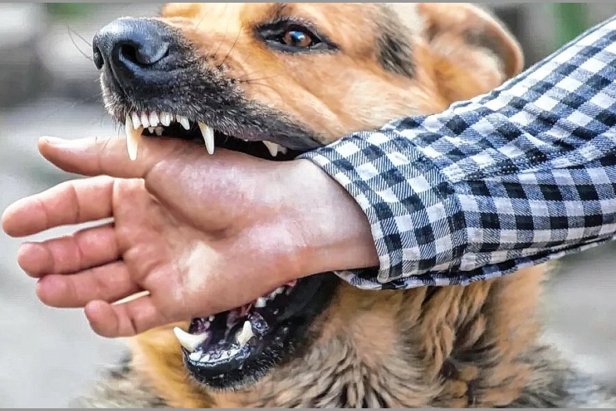 La Banda: entró a robar, lo atacó el perro y debieron practicarle 14 puntos de sutura