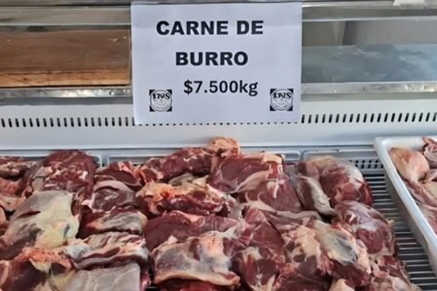 "La gente se anima a probar algo distinto": crece el consumo de carne de burro en Argentina y genera polémica