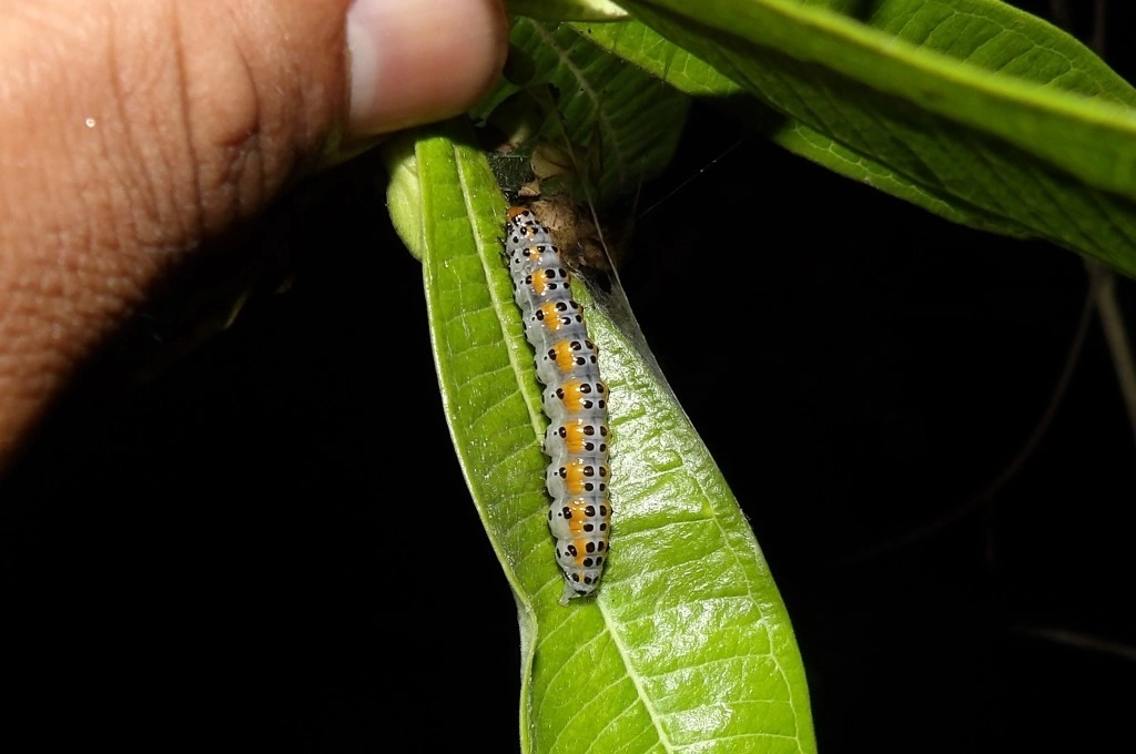 Alerta en la Capital: Una plaga de orugas amenaza el arbolado y la Municipalidad pide cautela a los vecinos