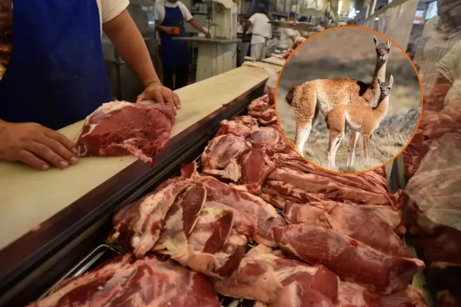 Guanaco: El consumo de carne exótica se asoma como alternativa ante la caída de la demanda vacuna